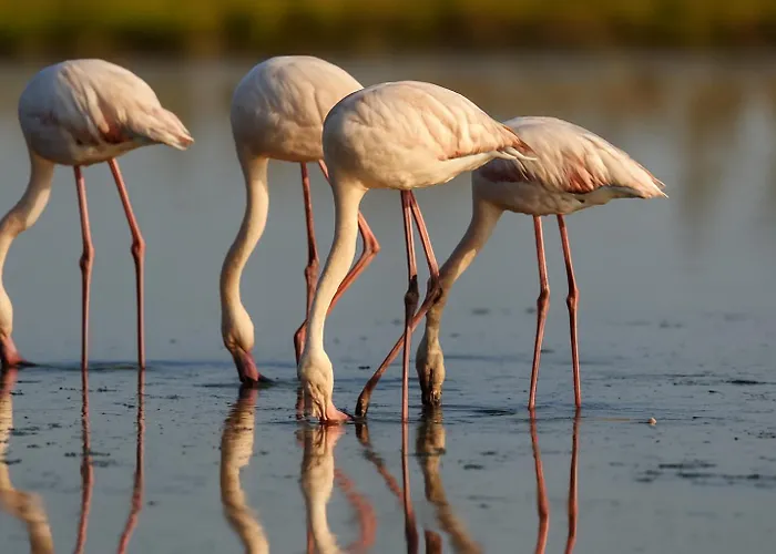 Flamant Rose - Climatise Avec Terrasse, A 150 M Apartman