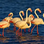 Appartement Flamant Rose - Climatise Avec Terrasse, A 150 M