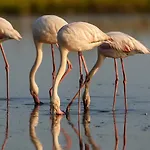 Flamant Rose - Climatise Avec Terrasse, A 150 M Appartement