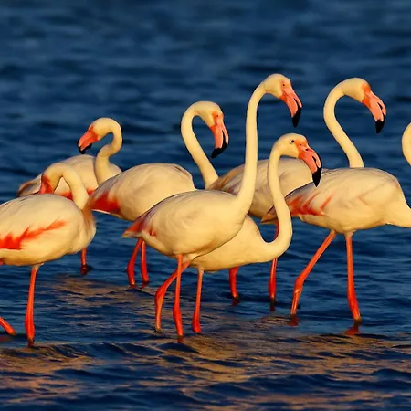 Apartment Flamant Rose - Climatise Avec Terrasse, A 150 M