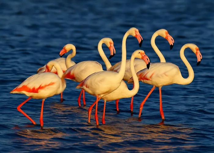 Apartment Flamant Rose - Climatise Avec Terrasse, A 150 M